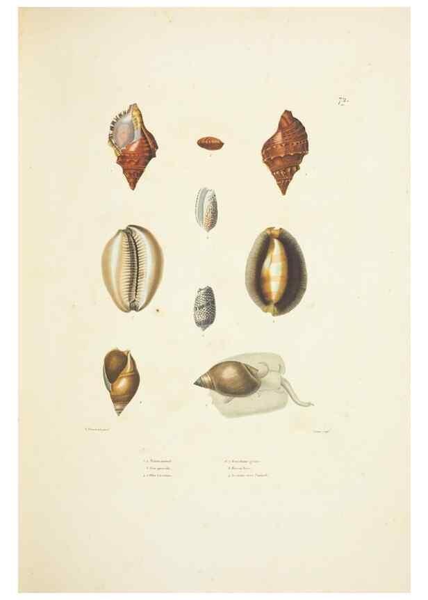 Reproducción/Reproduction 9005778449: Voyage autour du monde :. Paris :Pillet, Aine, Imprimerie royale,1824.