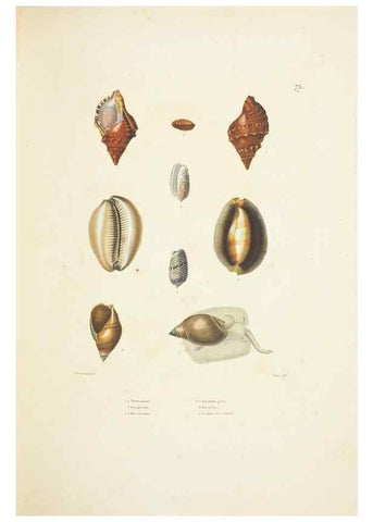 Reproducción/Reproduction 9005778449: Voyage autour du monde :. Paris :Pillet, Aine, Imprimerie royale,1824.