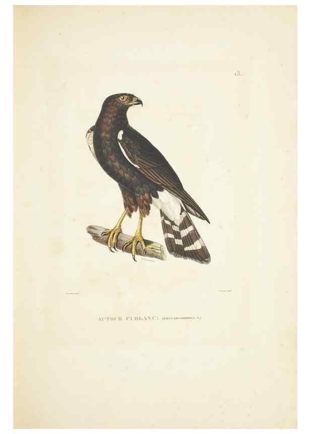Reproducción/Reproduction 9006890832: Voyage autour du monde :. Paris :Pillet, Aine, Imprimerie royale,1824.