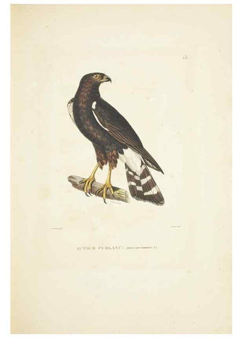 Reproducción/Reproduction 9006890832: Voyage autour du monde :. Paris :Pillet, Aine, Imprimerie royale,1824.