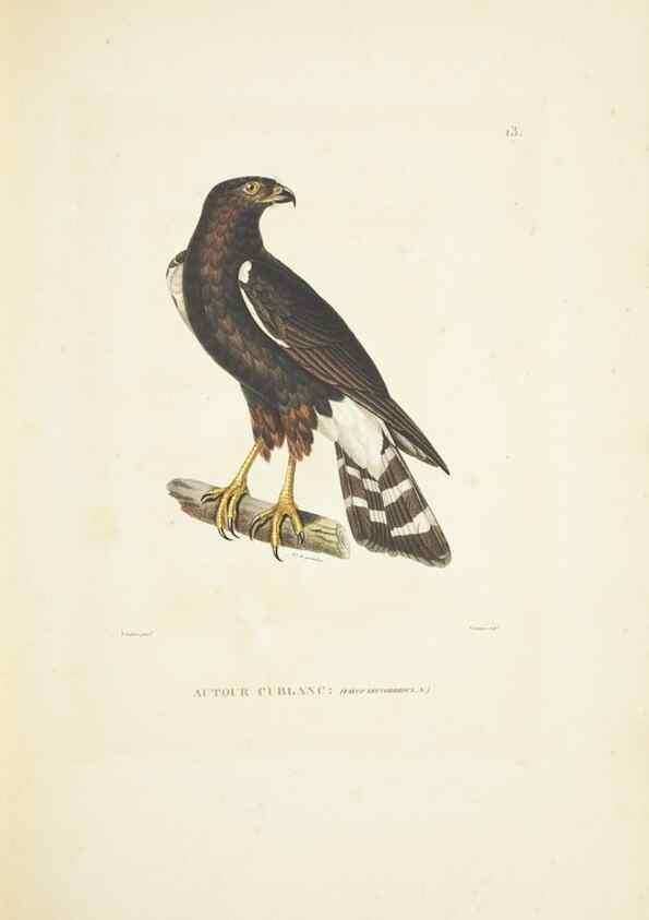 Reproducción/Reproduction 9006890832: Voyage autour du monde :. Paris :Pillet, Aine, Imprimerie royale,1824.