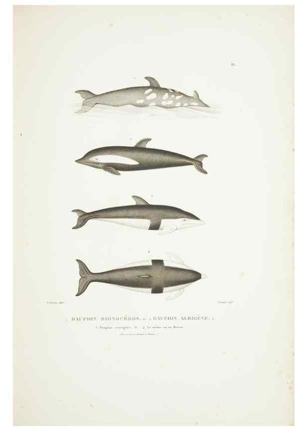 Reproducción/Reproduction 9006888174: Voyage autour du monde :. Paris :Pillet, Aine, Imprimerie royale,1824.