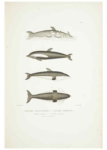 Reproducción/Reproduction 9006888174: Voyage autour du monde :. Paris :Pillet, Aine, Imprimerie royale,1824.