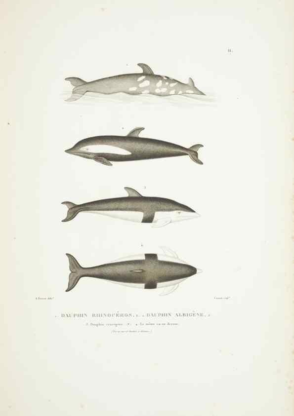 Reproducción/Reproduction 9006888174: Voyage autour du monde :. Paris :Pillet, Aine, Imprimerie royale,1824.