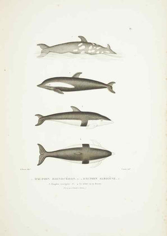 Reproducción/Reproduction 9006888174: Voyage autour du monde :. Paris :Pillet, Aine, Imprimerie royale,1824.