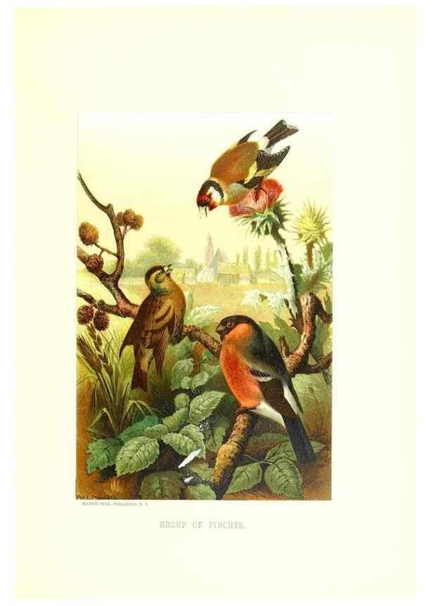 Reproducción/Reproduction 8970016072: Our living world;. New York :S. Hess,[1885]