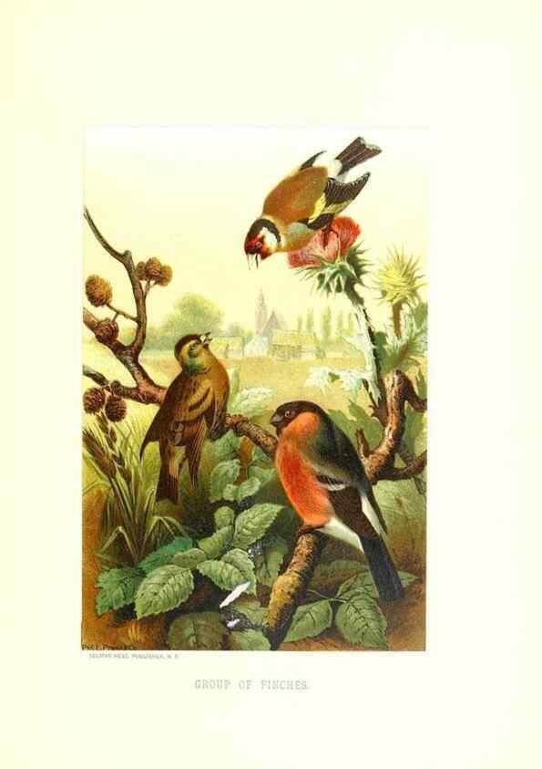 Reproducción/Reproduction 8970016072: Our living world;. New York :S. Hess,[1885]