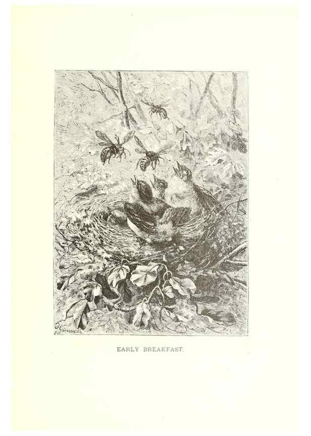 Reproducción/Reproduction 8968825717: Our living world;. New York :S. Hess,[1885]