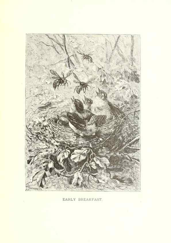 Reproducción/Reproduction 8968825717: Our living world;. New York :S. Hess,[1885]