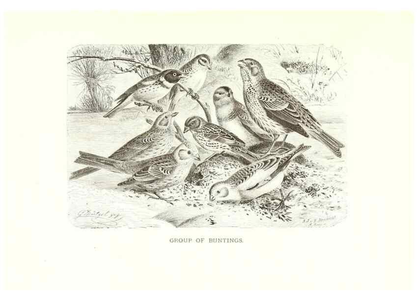 Reproducción/Reproduction 8970020172: Our living world;. New York :S. Hess,[1885]
