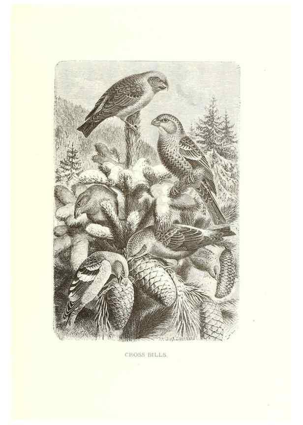 Reproducción/Reproduction 8968829801: Our living world;. New York :S. Hess,[1885]