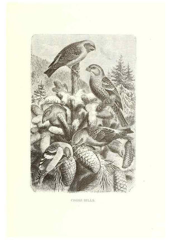 Reproducción/Reproduction 8968829801: Our living world;. New York :S. Hess,[1885]