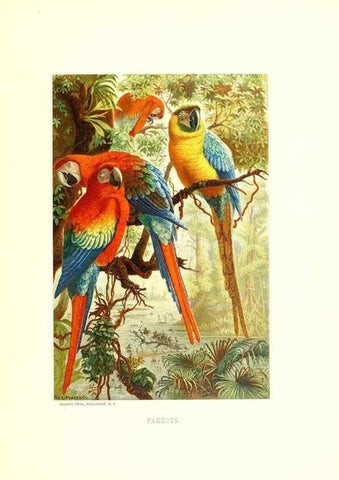 Reproducción/Reproduction 8970022930: Our living world;. New York :S. Hess,[1885]