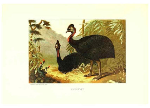 Reproducción/Reproduction 8968836573: Our living world;. New York :S. Hess,[1885]