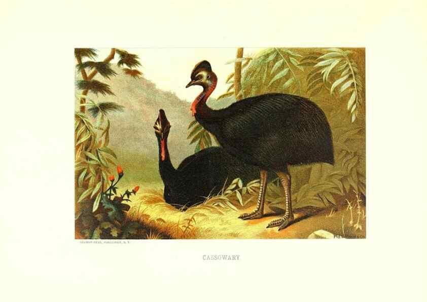 Reproducción/Reproduction 8968836573: Our living world;. New York :S. Hess,[1885]