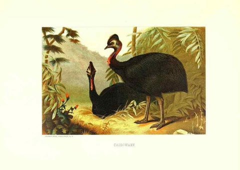 Reproducción/Reproduction 8968836573: Our living world;. New York :S. Hess,[1885]