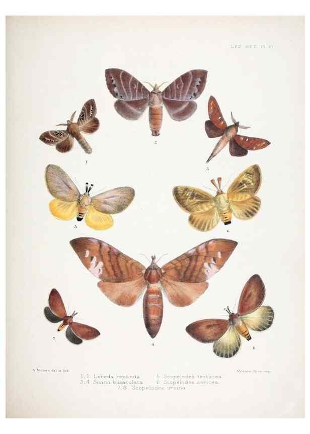 Reproducción/Reproduction 9006382494: Illustrations of typical specimens of Lepidoptera Heterocera in the collection of the British Museum.. LondonPrinted by order of the Trustees1879-