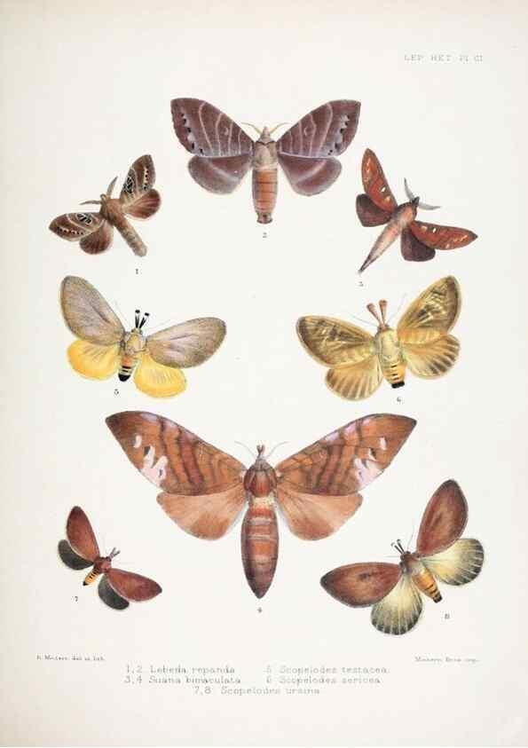 Reproducción/Reproduction 9006382494: Illustrations of typical specimens of Lepidoptera Heterocera in the collection of the British Museum.. LondonPrinted by order of the Trustees1879-