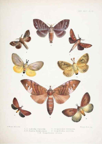 Reproducción/Reproduction 9006382494: Illustrations of typical specimens of Lepidoptera Heterocera in the collection of the British Museum.. LondonPrinted by order of the Trustees1879-