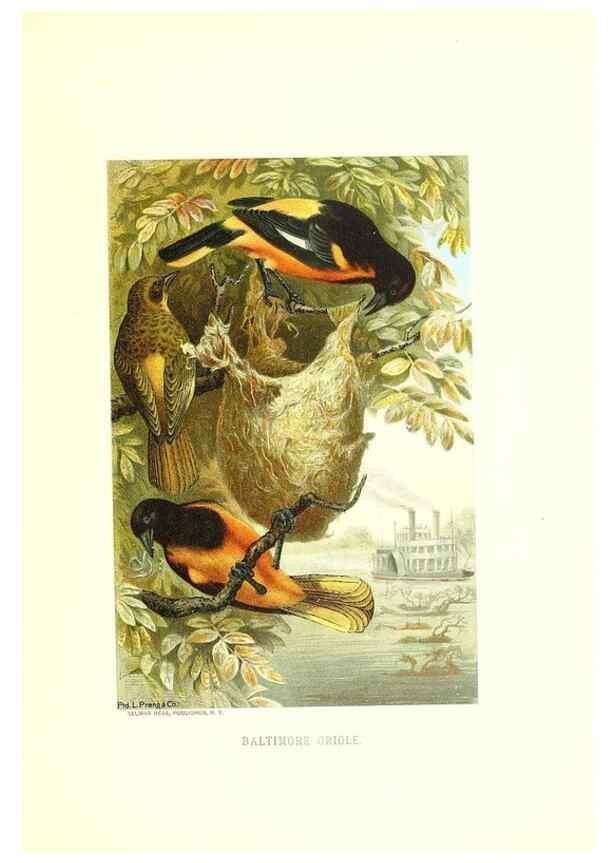 Reproducción/Reproduction 8970012070: Our living world;. New York :S. Hess,[1885]