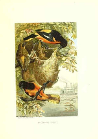 Reproducción/Reproduction 8970012070: Our living world;. New York :S. Hess,[1885]