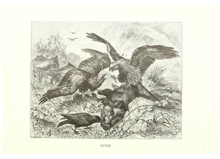 Reproducción/Reproduction 8969985798: Our living world;. New York :S. Hess,[1885]