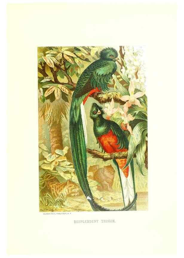 Reproducción/Reproduction 8968799683: Our living world;. New York :S. Hess,[1885]