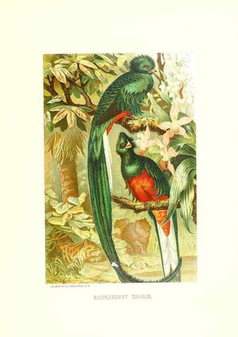 Reproducción/Reproduction 8968799683: Our living world;. New York :S. Hess,[1885]