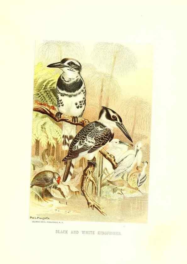 Reproducción/Reproduction 8969993180: Our living world;. New York :S. Hess,[1885]