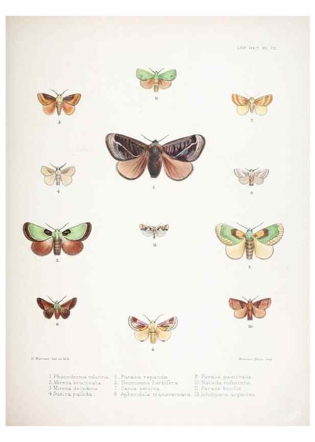 Reproducción/Reproduction 9005203571: Illustrations of typical specimens of Lepidoptera Heterocera in the collection of the British Museum.. LondonPrinted by order of the Trustees1879-