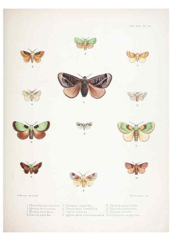 Reproducción/Reproduction 9005203571: Illustrations of typical specimens of Lepidoptera Heterocera in the collection of the British Museum.. LondonPrinted by order of the Trustees1879-