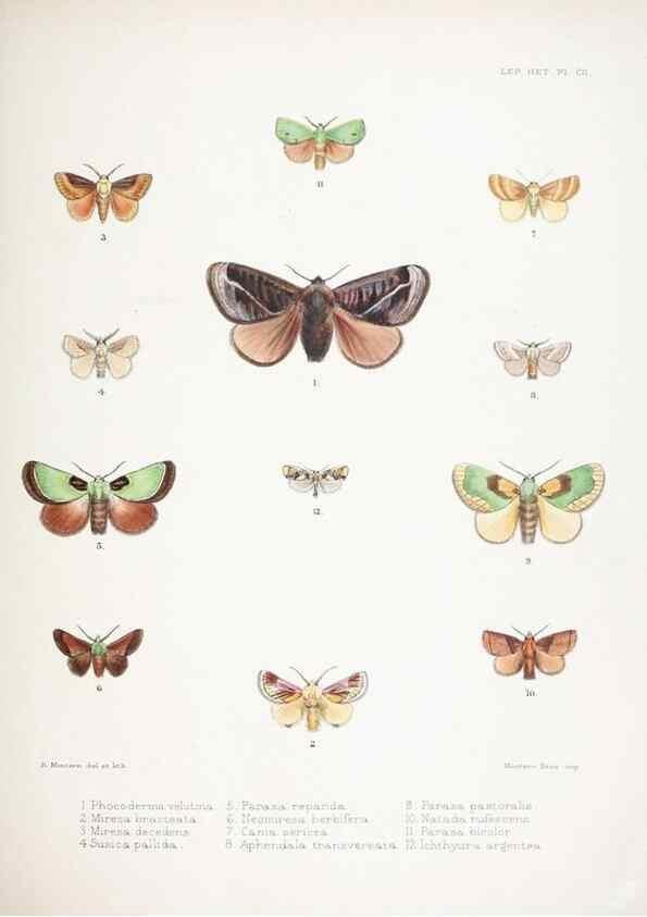 Reproducción/Reproduction 9005203571: Illustrations of typical specimens of Lepidoptera Heterocera in the collection of the British Museum.. LondonPrinted by order of the Trustees1879-