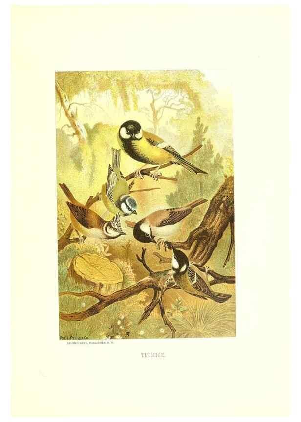 Reproducción/Reproduction 8968810621: Our living world;. New York :S. Hess,[1885]