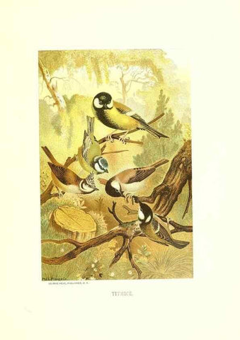 Reproducción/Reproduction 8968810621: Our living world;. New York :S. Hess,[1885]