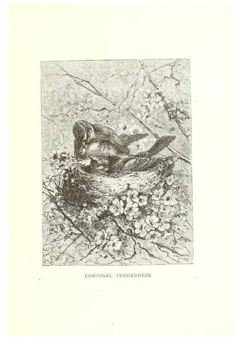 Reproducción/Reproduction 8968813237: Our living world;. New York :S. Hess,[1885]