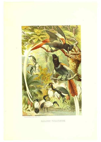 Reproducción/Reproduction 8970006332: Our living world;. New York :S. Hess,[1885]