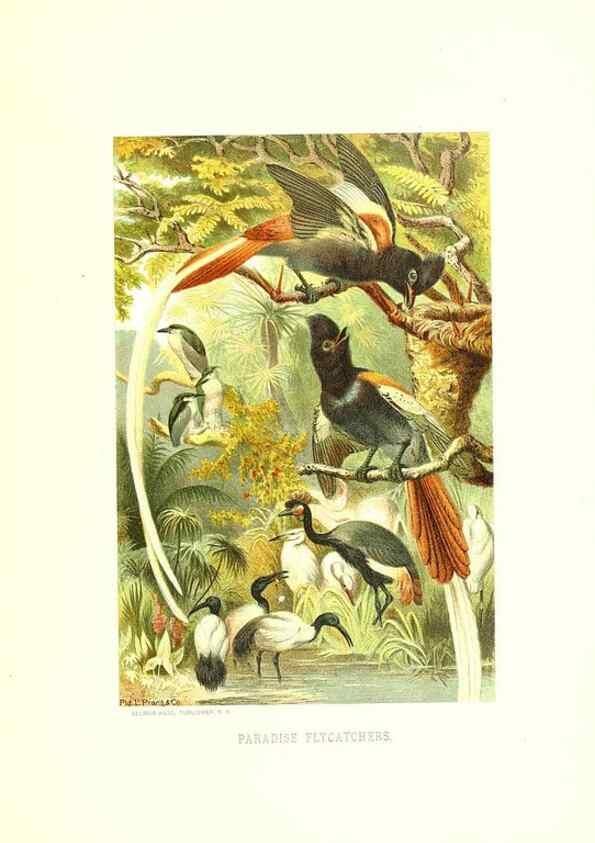 Reproducción/Reproduction 8970006332: Our living world;. New York :S. Hess,[1885]