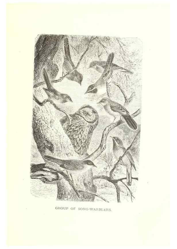 Reproducción/Reproduction 8969995844: Our living world;. New York :S. Hess,[1885]