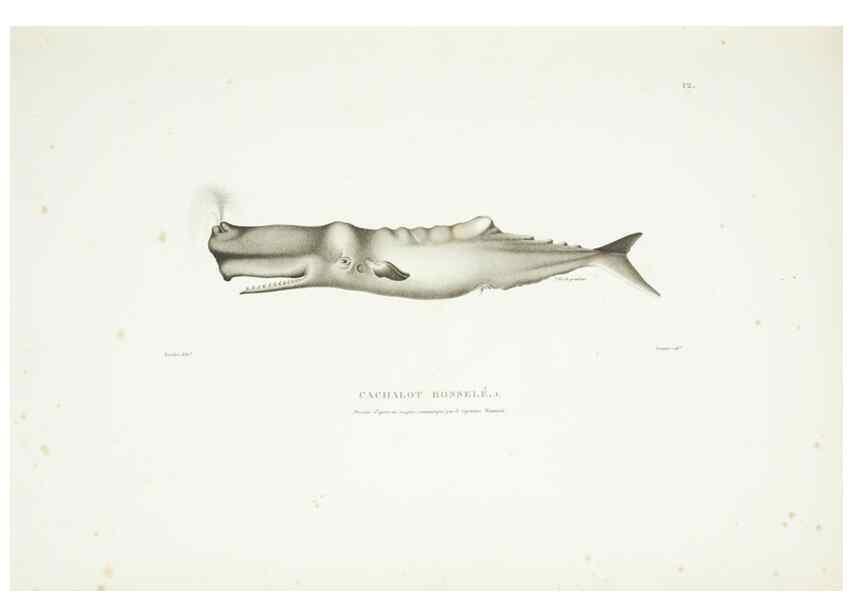 Reproducción/Reproduction 9005708571: Voyage autour du monde :. Paris :Pillet, Aine, Imprimerie royale,1824.