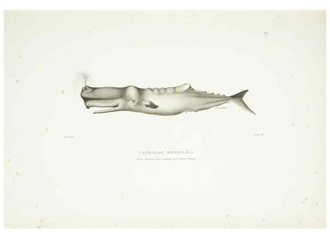 Reproducción/Reproduction 9005708571: Voyage autour du monde :. Paris :Pillet, Aine, Imprimerie royale,1824.