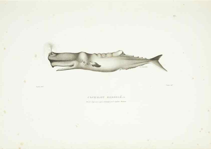 Reproducción/Reproduction 9005708571: Voyage autour du monde :. Paris :Pillet, Aine, Imprimerie royale,1824.