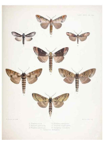 Reproducción/Reproduction 9005204361: Illustrations of typical specimens of Lepidoptera Heterocera in the collection of the British Museum.. LondonPrinted by order of the Trustees1879-