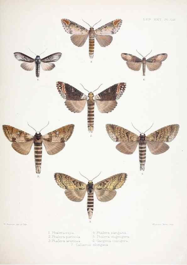 Reproducción/Reproduction 9005204361: Illustrations of typical specimens of Lepidoptera Heterocera in the collection of the British Museum.. LondonPrinted by order of the Trustees1879-
