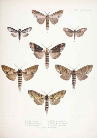 Reproducción/Reproduction 9005204361: Illustrations of typical specimens of Lepidoptera Heterocera in the collection of the British Museum.. LondonPrinted by order of the Trustees1879-