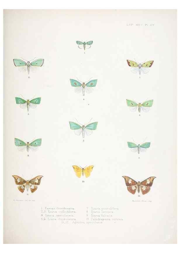 Reproducción/Reproduction 9005205987: Illustrations of typical specimens of Lepidoptera Heterocera in the collection of the British Museum.. LondonPrinted by order of the Trustees1879-