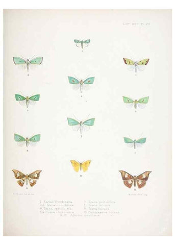 Reproducción/Reproduction 9005205987: Illustrations of typical specimens of Lepidoptera Heterocera in the collection of the British Museum.. LondonPrinted by order of the Trustees1879-