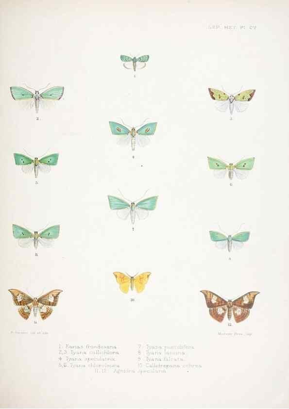 Reproducción/Reproduction 9005205987: Illustrations of typical specimens of Lepidoptera Heterocera in the collection of the British Museum.. LondonPrinted by order of the Trustees1879-