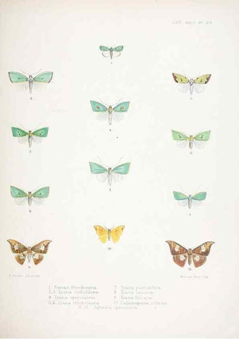 Reproducción/Reproduction 9005205987: Illustrations of typical specimens of Lepidoptera Heterocera in the collection of the British Museum.. LondonPrinted by order of the Trustees1879-