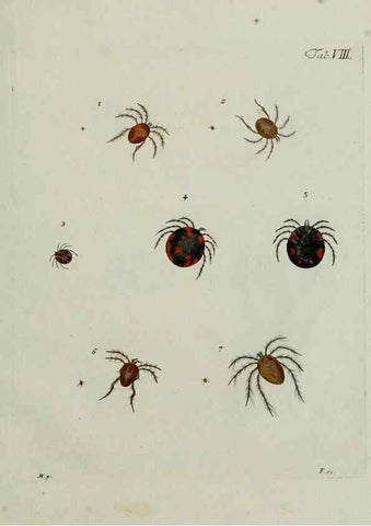 Reproducción/Reproduction 9006629500: Hydrachnae,. Lipsiae,apud Siegfried Lebrecht Crusium,1781.