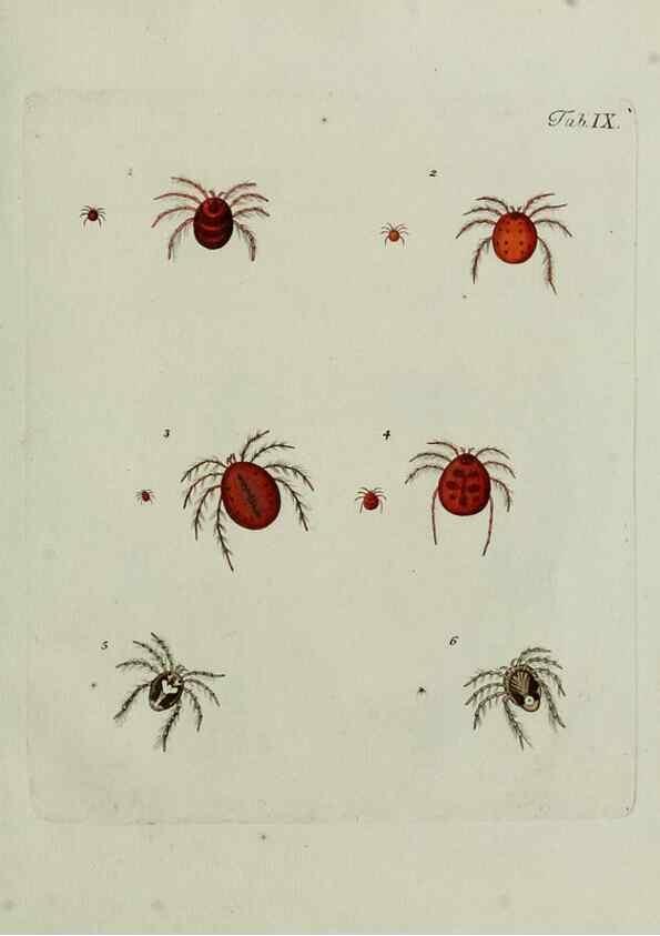 Reproducción/Reproduction 9005450763: Hydrachnae,. Lipsiae,apud Siegfried Lebrecht Crusium,1781.
